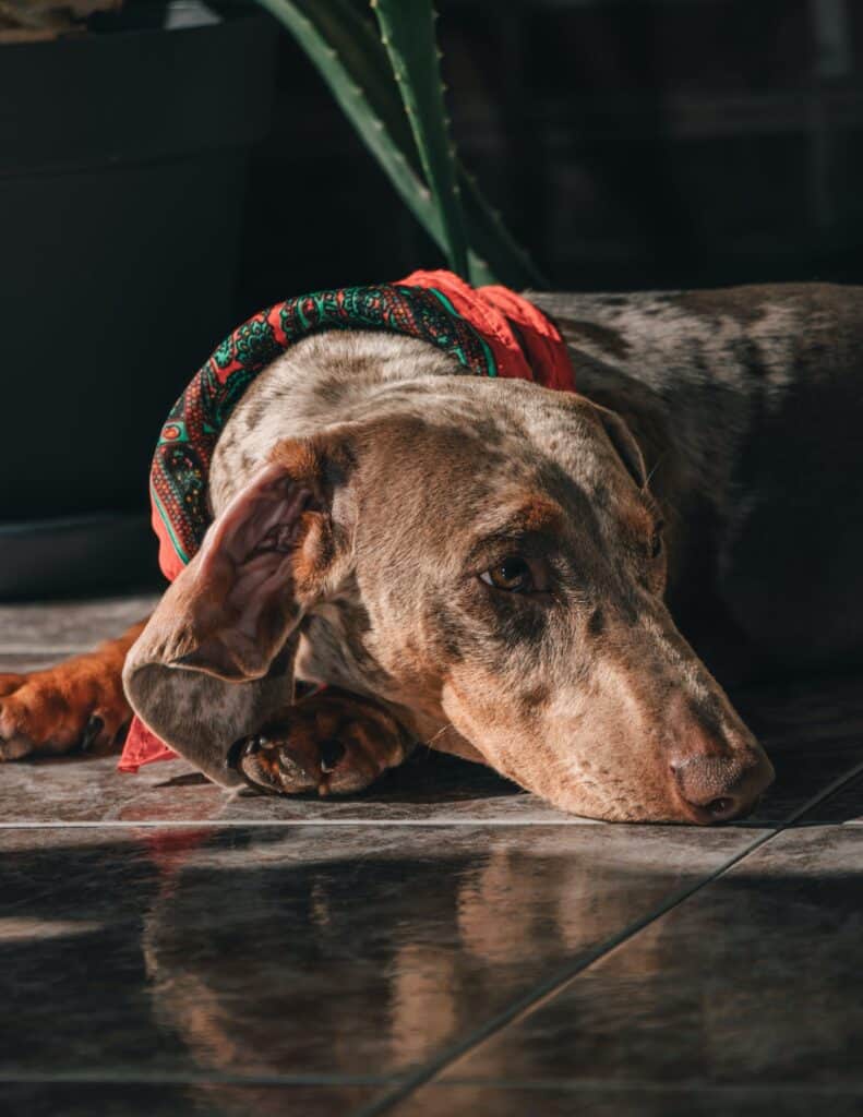 A dachshund laying down on the floor with a red bandana