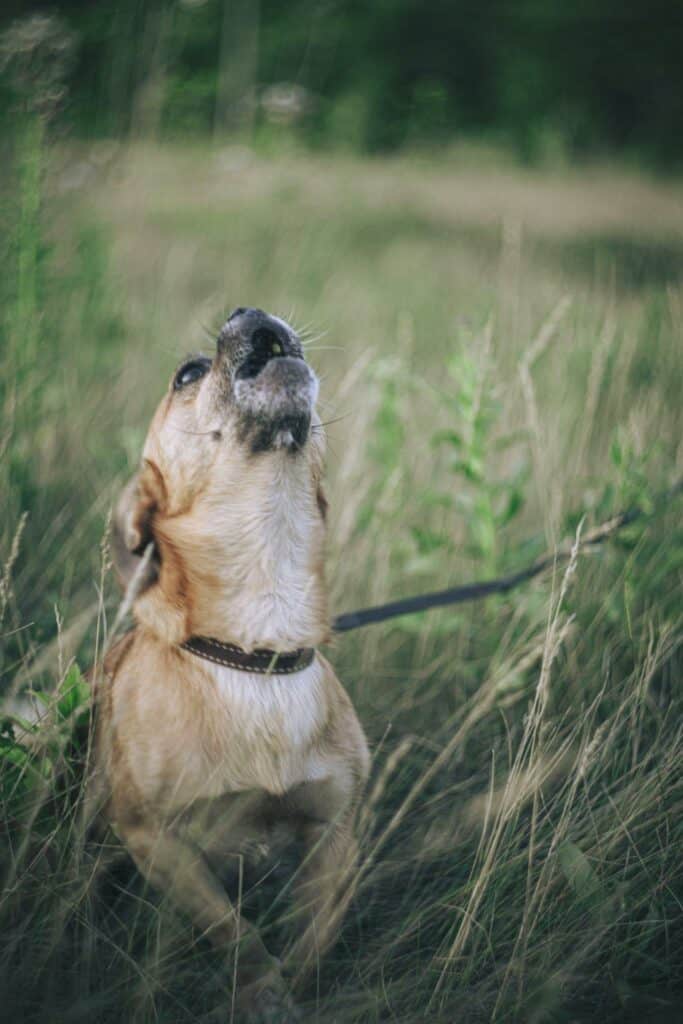Barking Dog on Grass Field