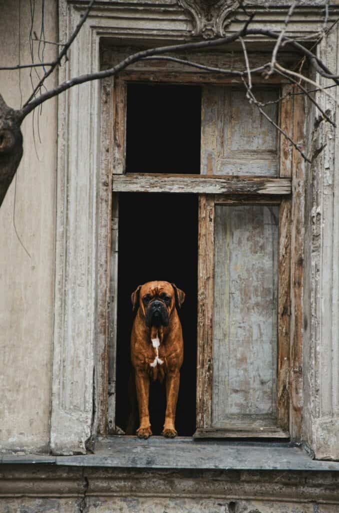 Big Brown Dog in a Doorway