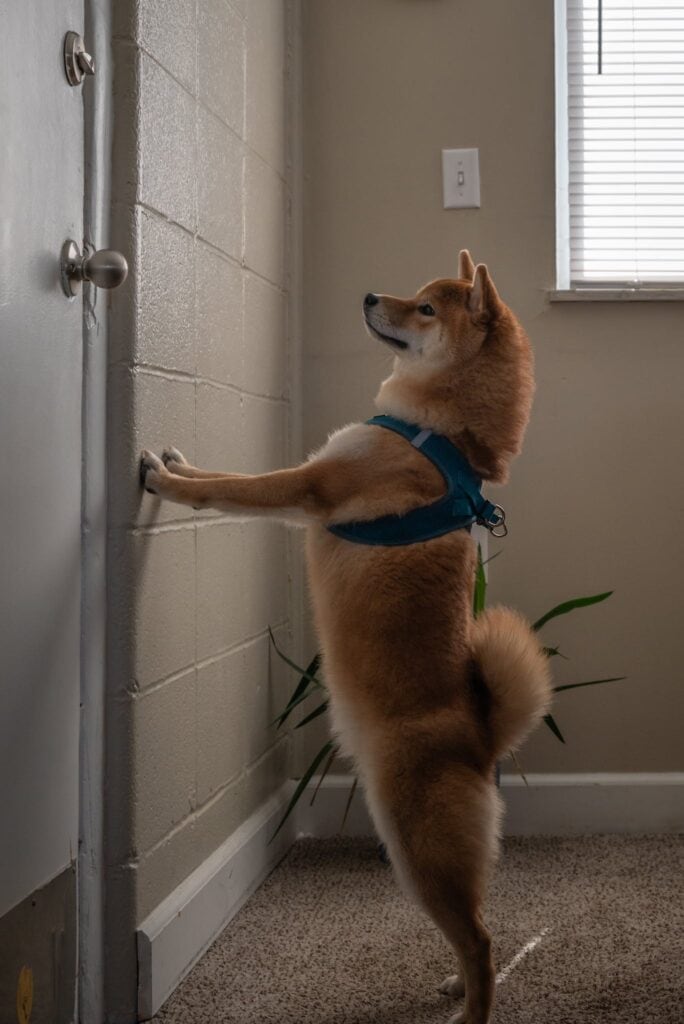 Dog Waiting Outside the Door