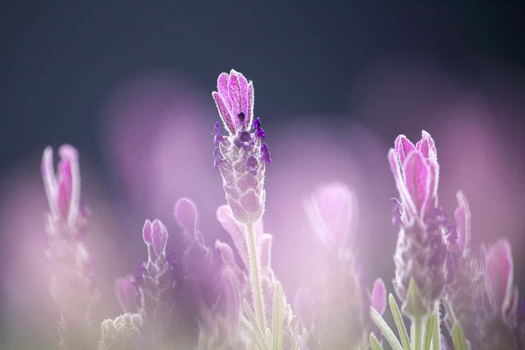 Purple French Lavenders Close-up Photography