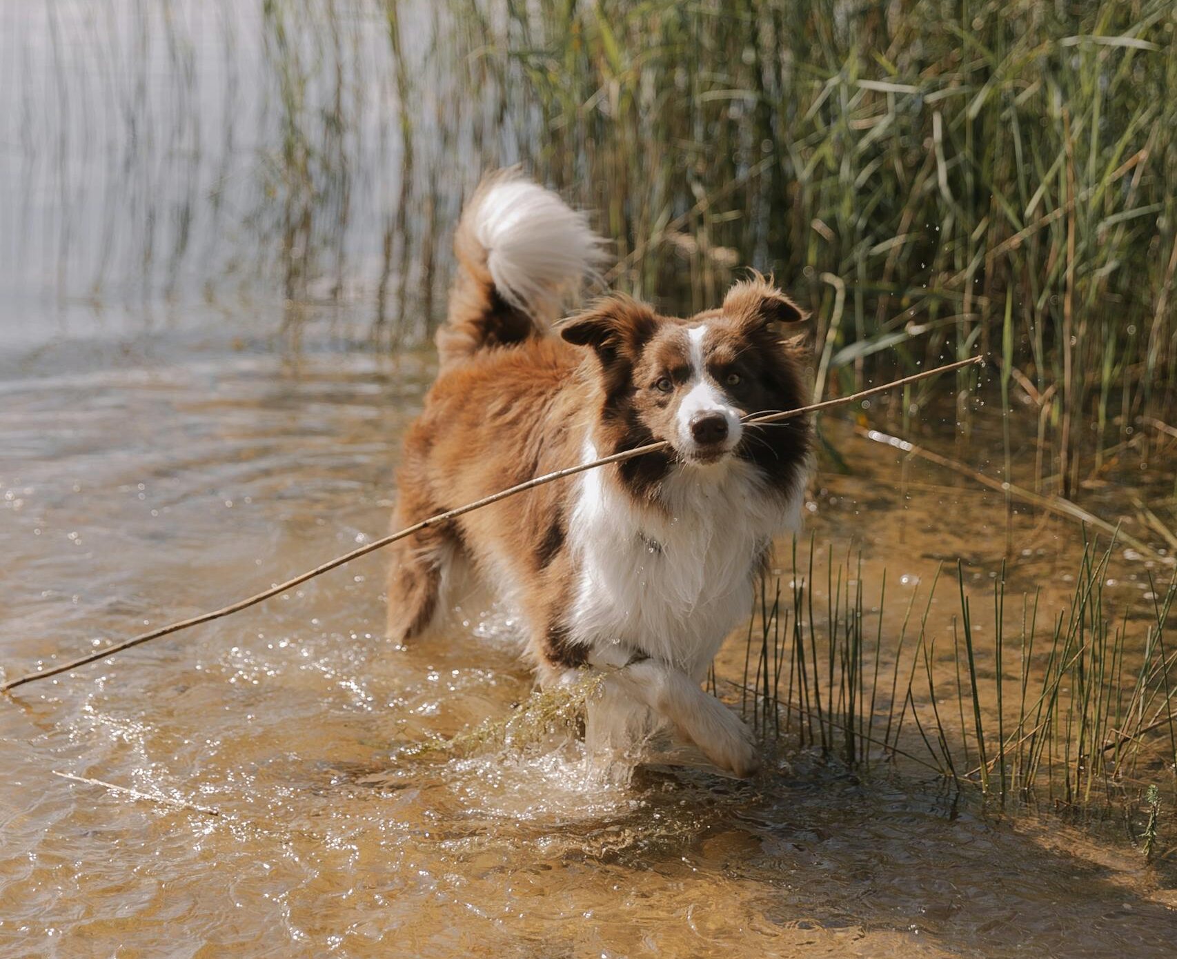 Border Collie in Water on Lakeshore