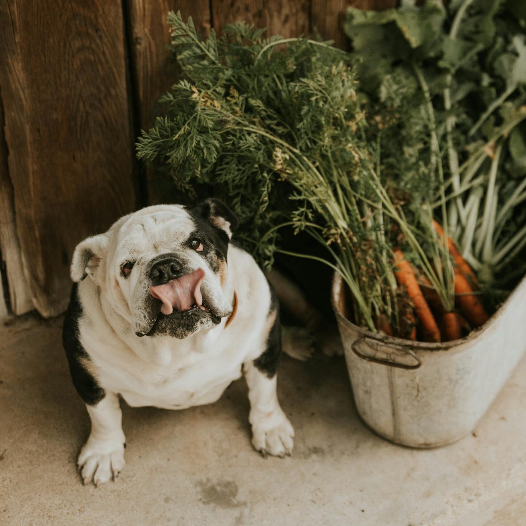 Dog next to a Basket with Freshly Picked Carrots