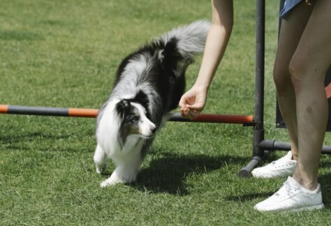 Active female owner with long curly hair training sheltie on equipped sports field covered with green turf grass on sunny day in summer