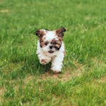 Adorable Shih Tzu puppy energetically running on a green lawn outdoors.