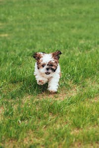 Adorable Shih Tzu puppy energetically running on a green lawn outdoors.