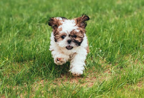 Adorable Shih Tzu puppy energetically running on a green lawn outdoors.