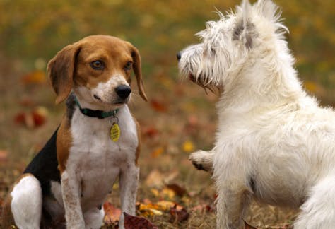 Two playful dogs, a Beagle and West Highland Terrier, among colorful autumn leaves.