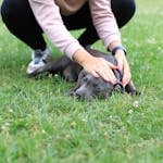 A woman lovingly strokes a sleeping dog on a green lawn outdoors. Captured in a serene park setting.